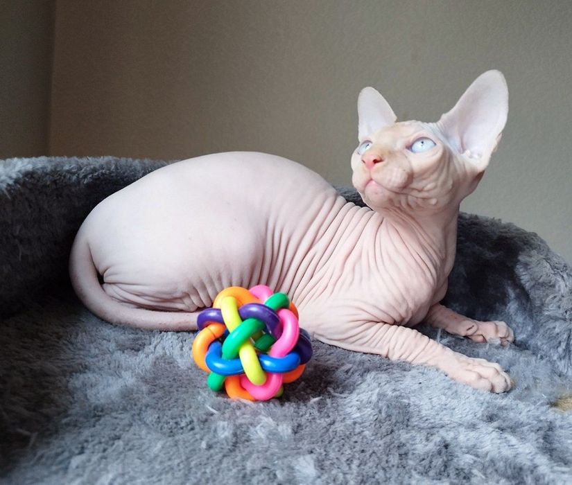 Котёнок канадского сфинкса