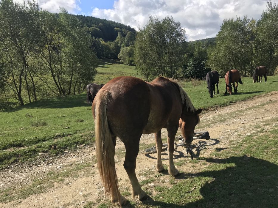 Vand iapa ,contactati-ma pentru detalii