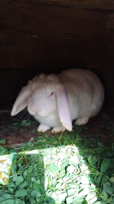 se vând 2 ipurițe foarte frumoase
