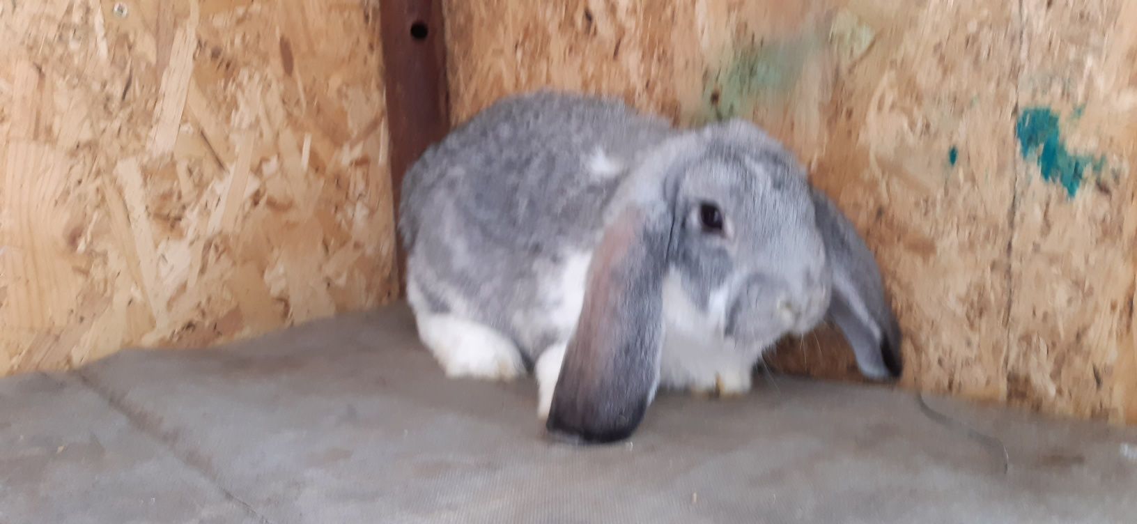 Puisori berbec german chinchilla