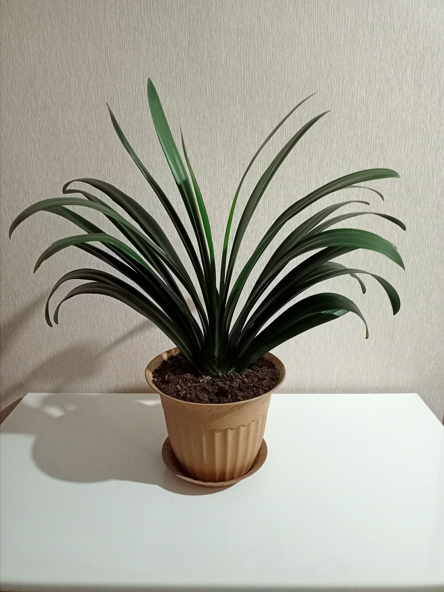 Кливия- комнатное растение