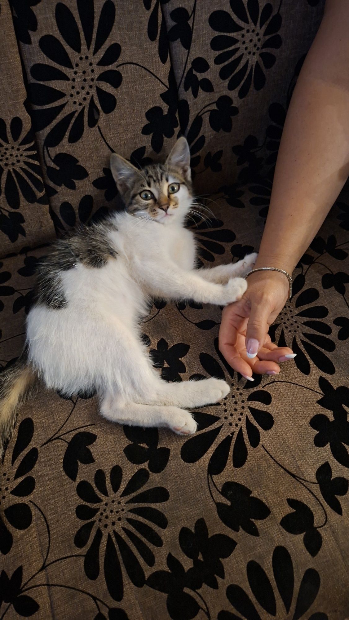 Подарявам малко коте