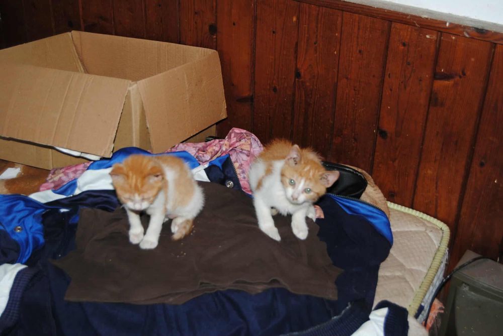 Подарявам котенца