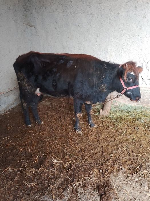 Ona bola sigir sotiladi