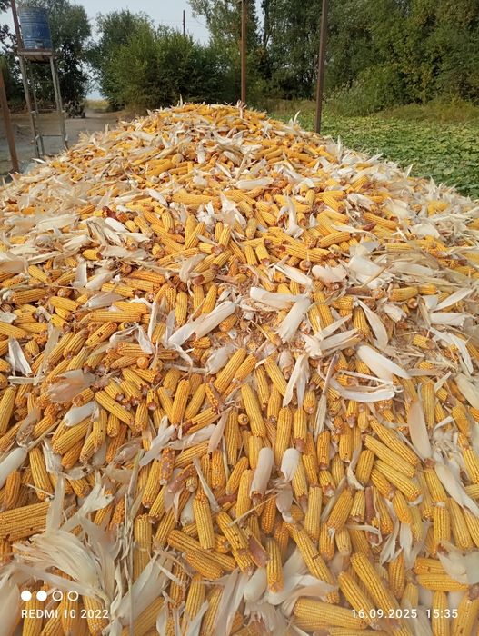 Жугеры кукуруза сатылады 85тг ден