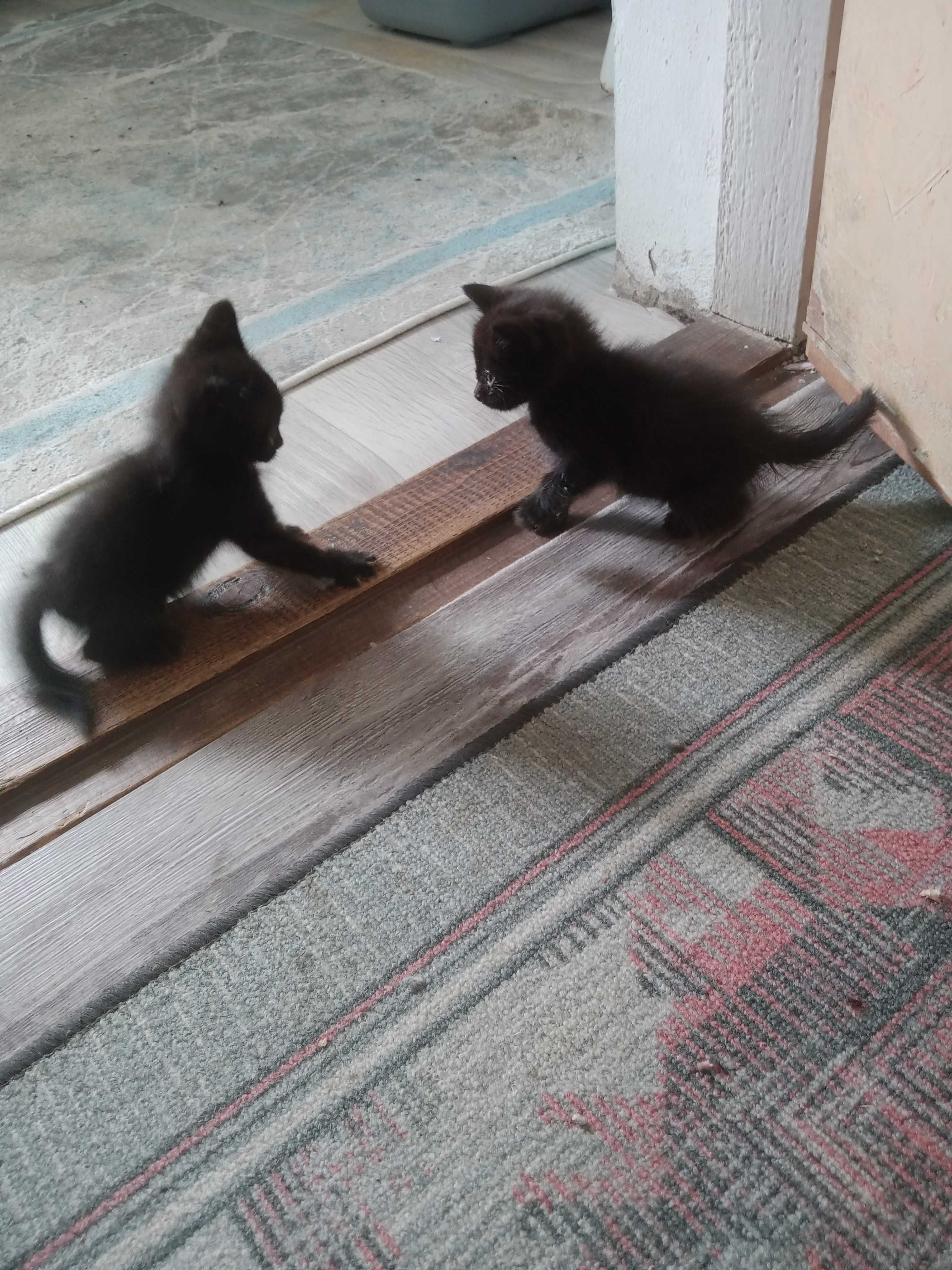 отдадим котят ,отлично ловят мышей и крыс