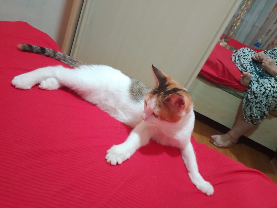 Отдам кошочек даром бесплатно