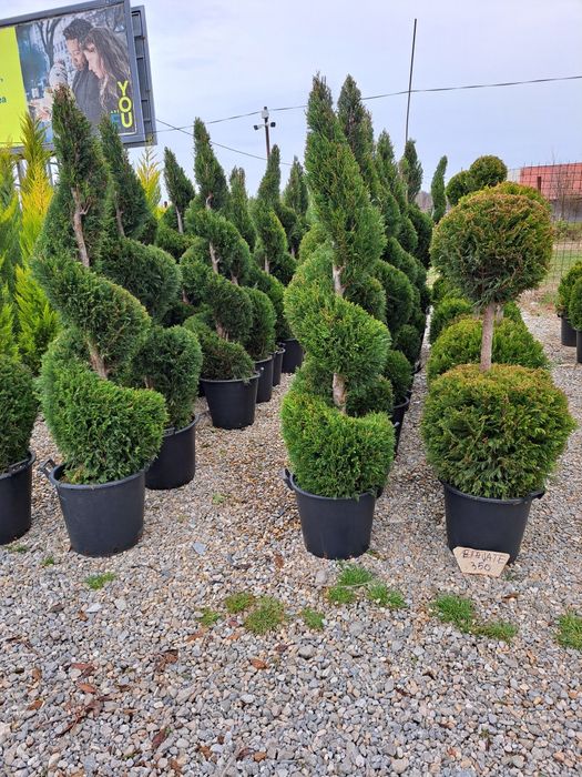 Leilandi chiparos arginti verzi spirale