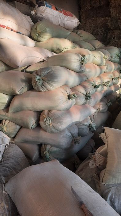 Бугдой месни сотилади