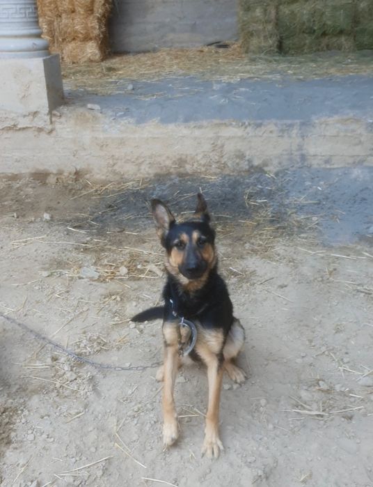 Немецкий авчарка