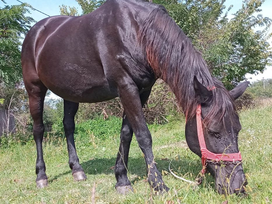 De vanzare iepe cuminti