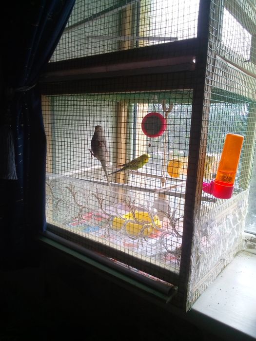 2 папугая с клеткой