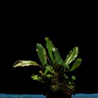 Буцефаландра Шайн Грин / Bucephalandra sp. Shine Green