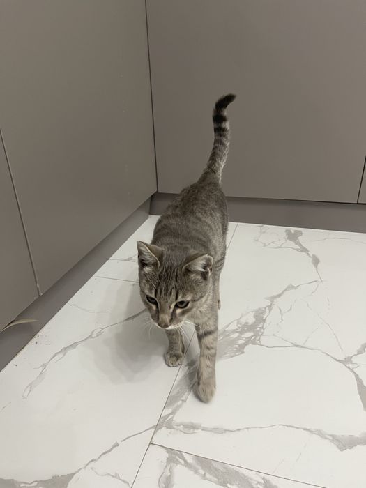 Отдам котенка в хорошие руки