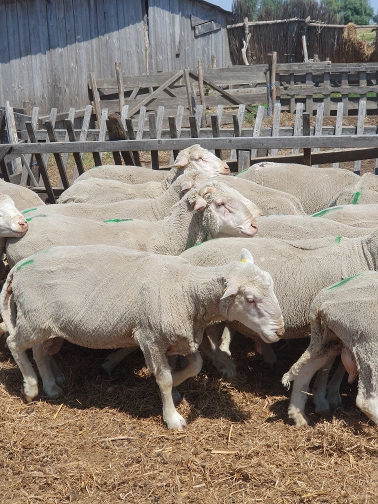 Berbeci de prăsilă merinos cu ille de france 8 buc.