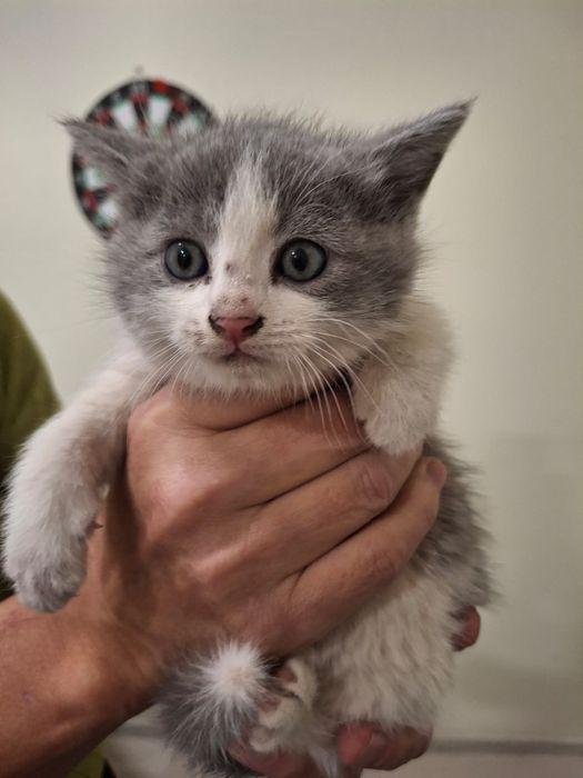 Отдам в добрые руки