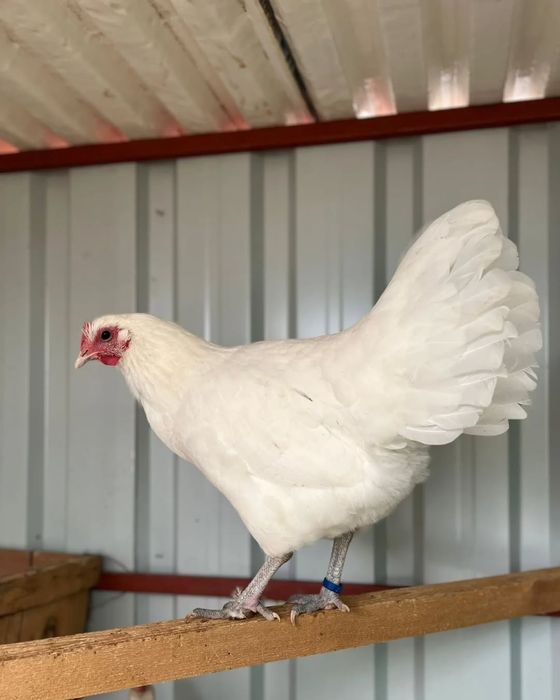 Автролорп жұмыртқасы