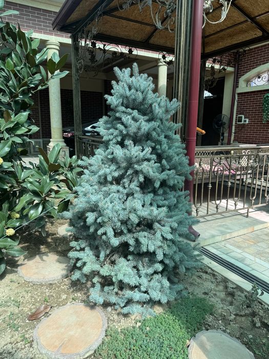 Голубая Ель (Picea pungens Glauca)