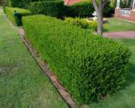 PRODUCATOR Arbusti Buxus sempervirens,ligustrum,Tuia, plante Gard Viu