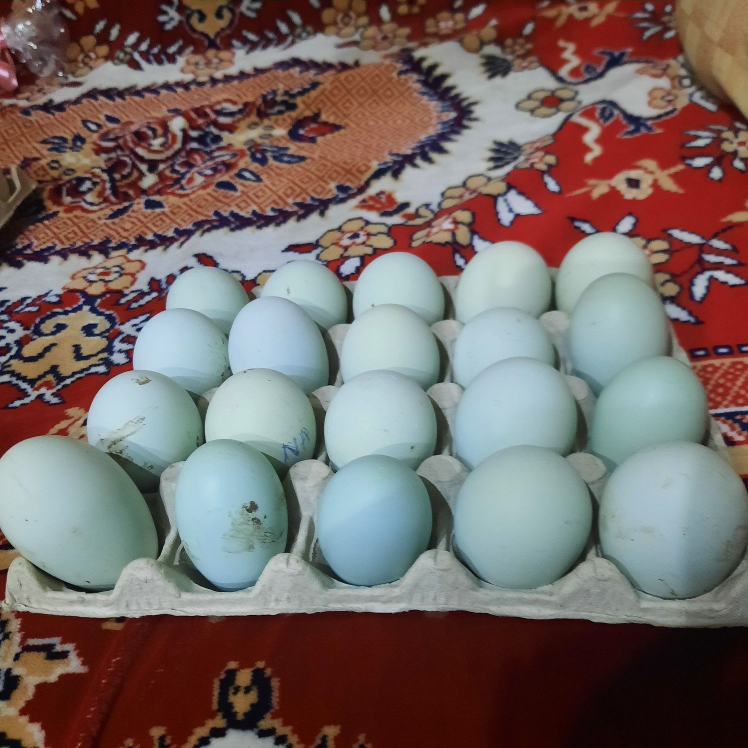 Vând ouă pentru incubat
