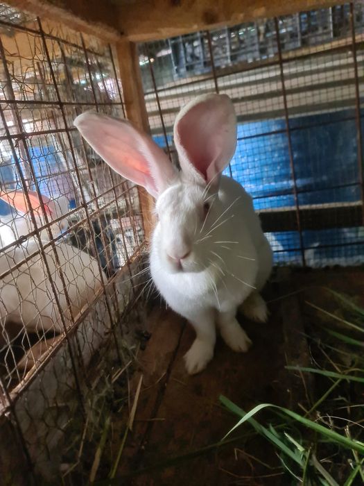 Iepuri hicole 6 luni