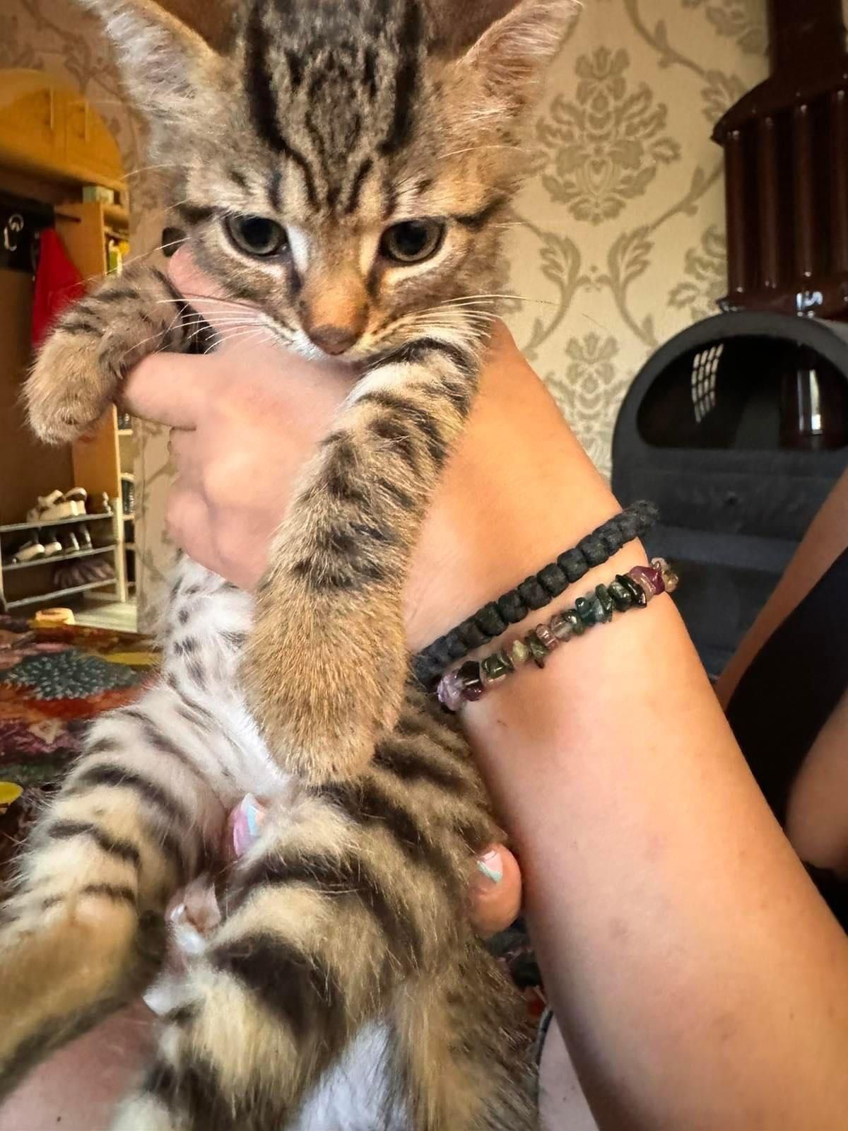 Подарявам котета