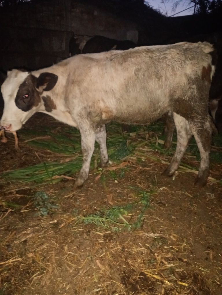 Vând 5 tăurași mai multe detalii la telefon
