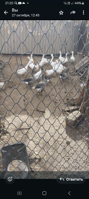 Продам гусей живым весом и готовую тушку