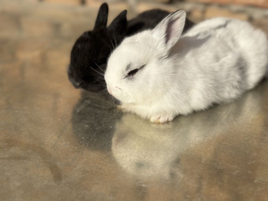 Quyonchalar sotiladi