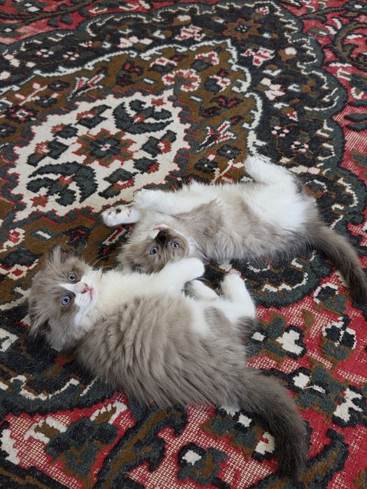 Очаровательные котята — домашние, ласковые и очень игривые.