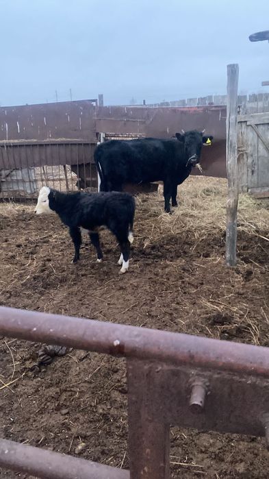 Сатылады. 500мың.