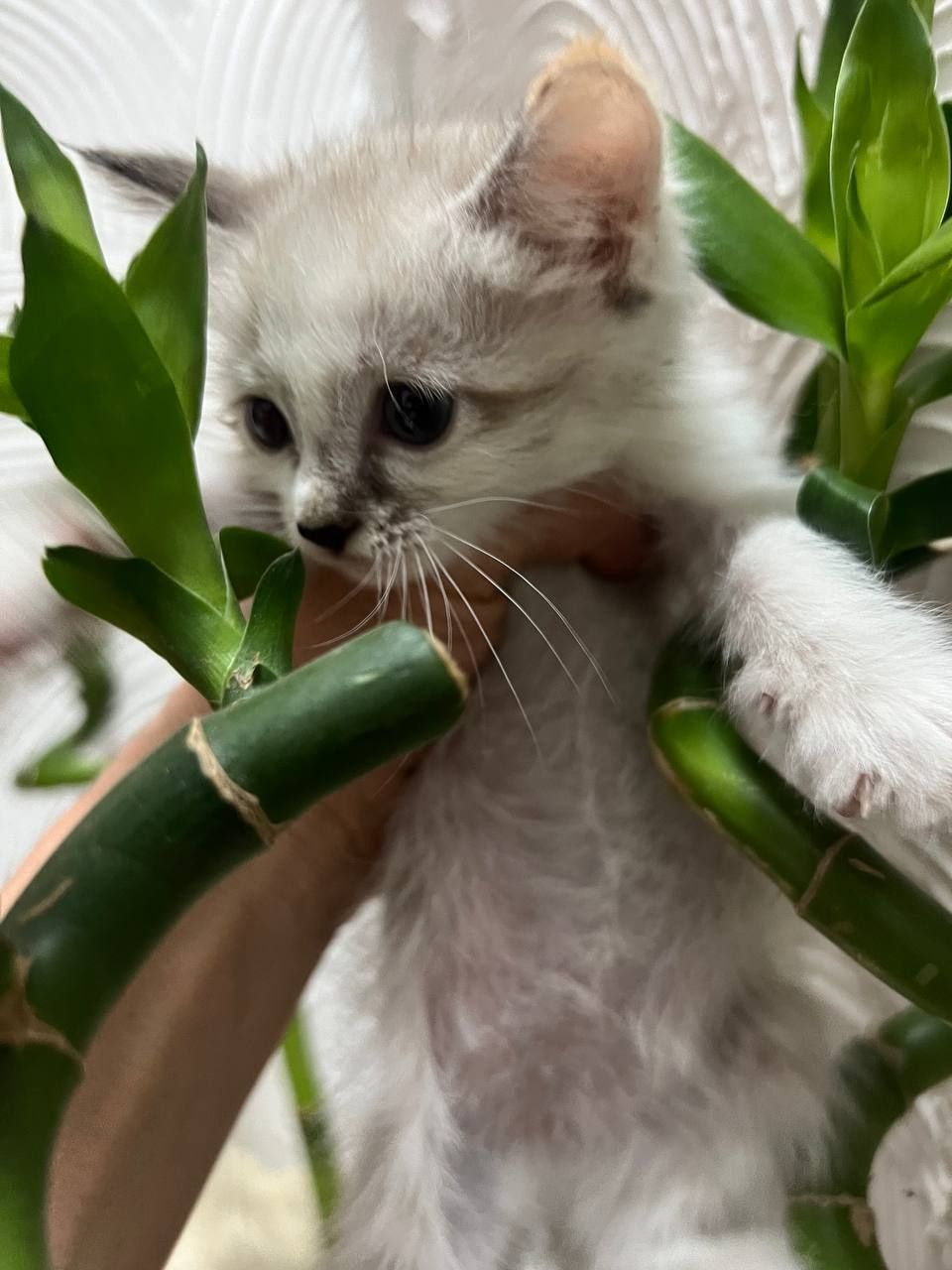 В хорошие руки. Котята и щенята. Красивые, чистые, здоровые.