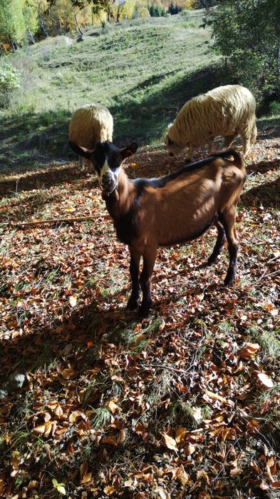 Vând țap       .