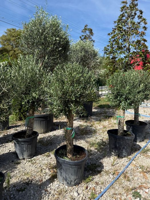 Plante ornamentale leylandii spirale maslin palmier orice specie