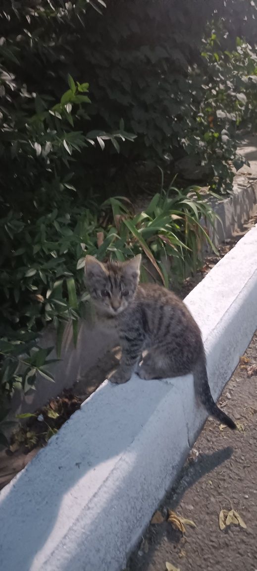 Котят в добрые руки