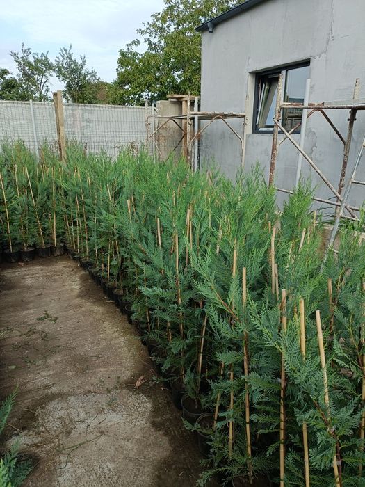 Tuia.  Chiparos  leylandii (OFERTA 160-170cm )