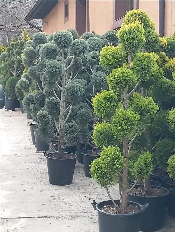 Vă oferim ce mai mare gama de plante ornamentale după piață