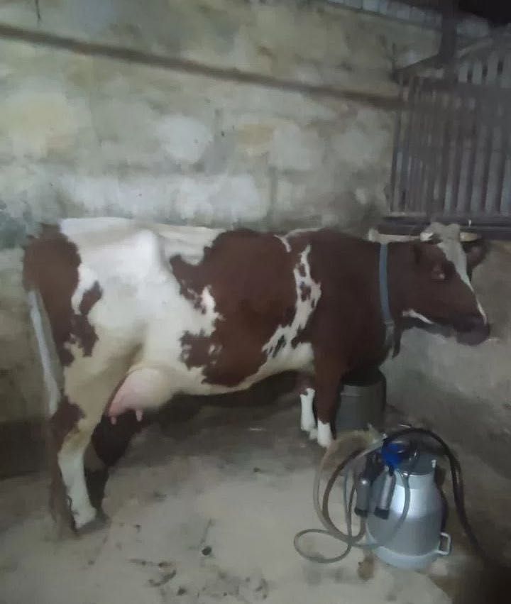 Продам корову телёнок молочный