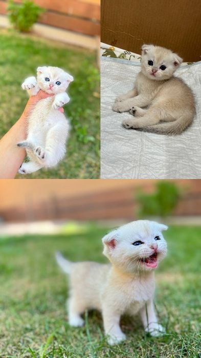 Породыстие котята