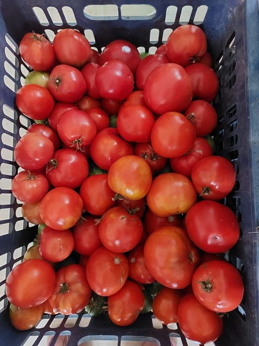 Продам помидоры домашние