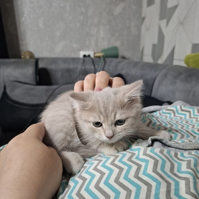 Котёнок продается