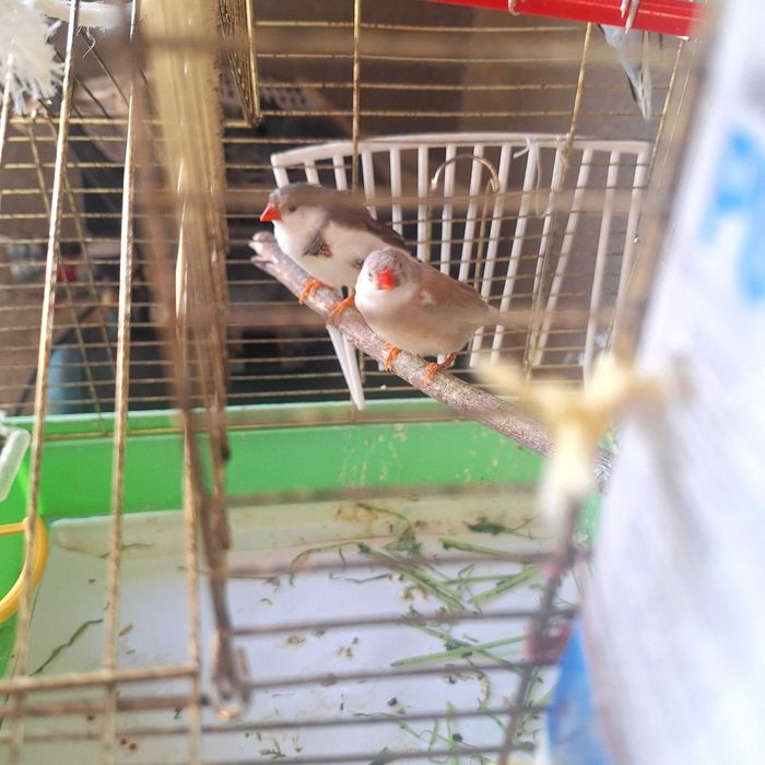 Amadin,Papugay qushlari