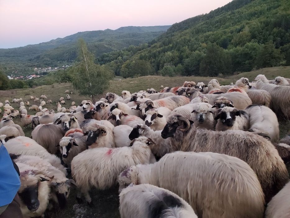 Vând oi pentru ținut