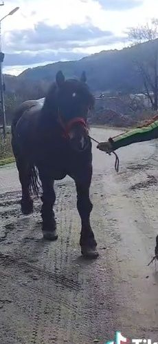 Vând armăsar de 5 pe 6 ani