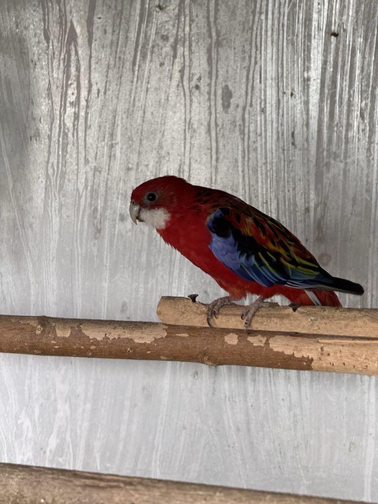 Pereche matura reproducatoare de papagali rosella rubin