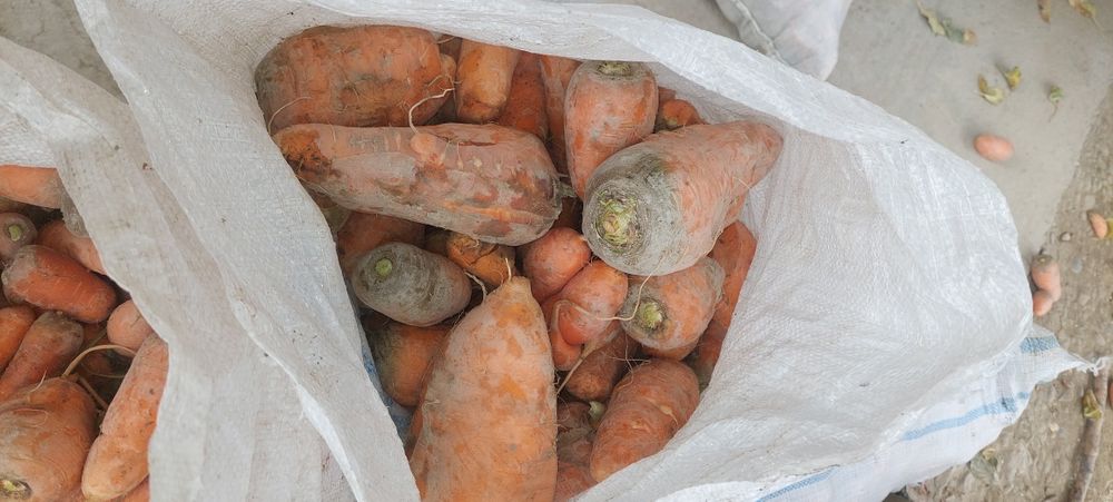 Mol sabzi toza qoplangan