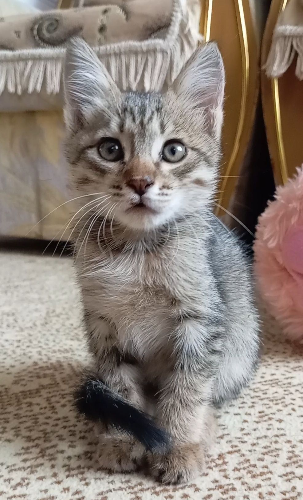 Срочно котёнок ищет дом