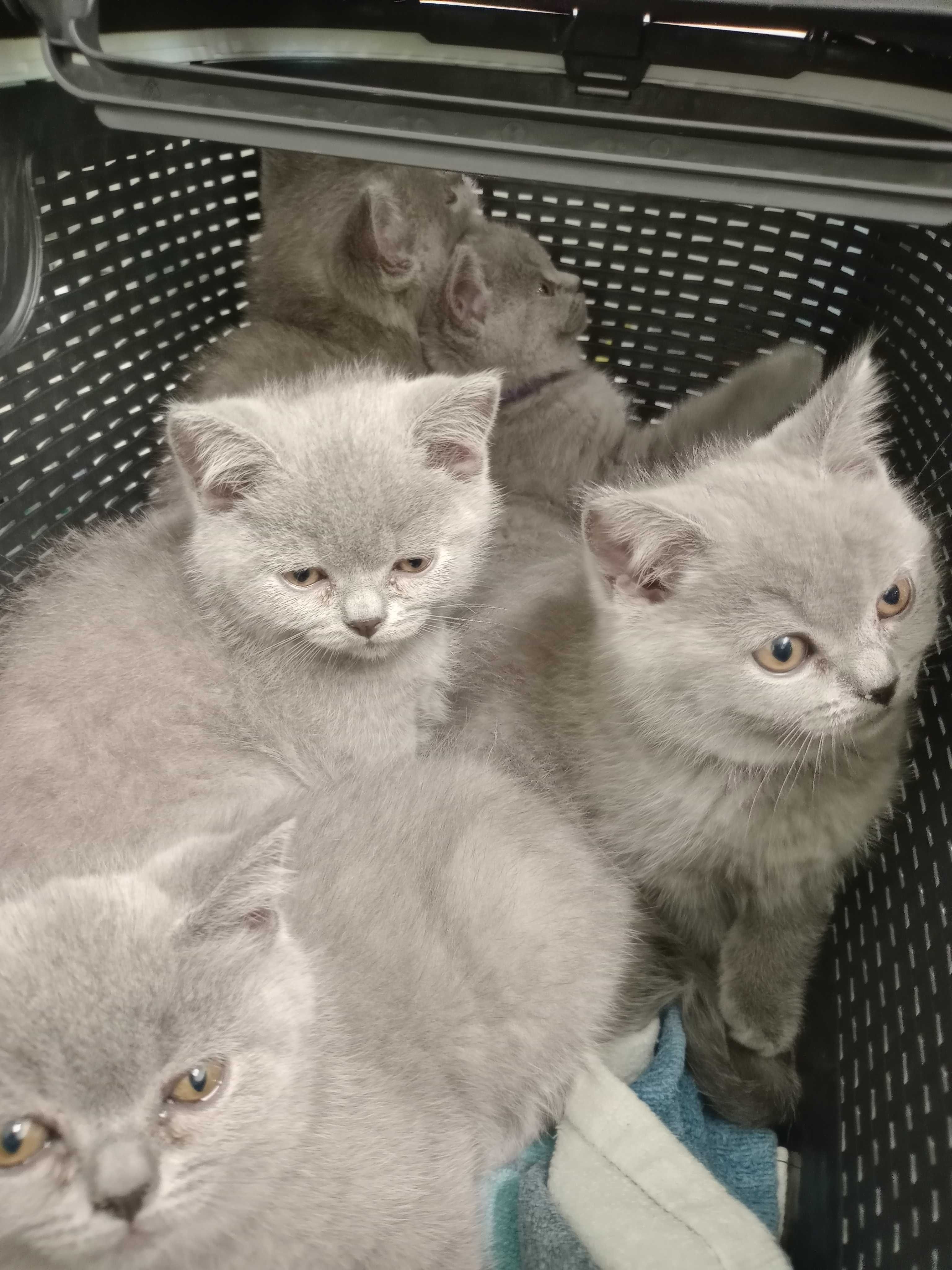 Британски котенца