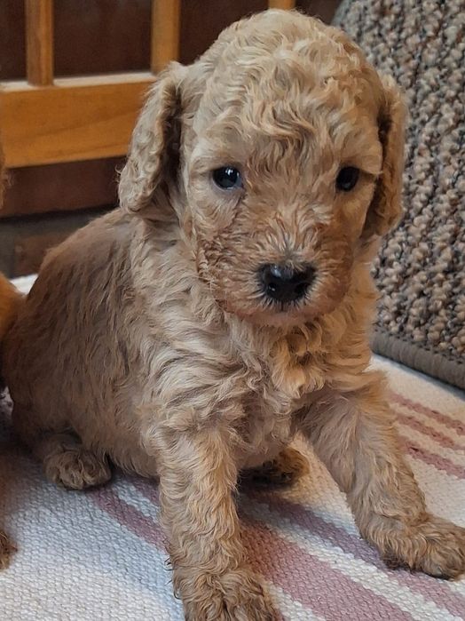 Pudel pitic/miniature