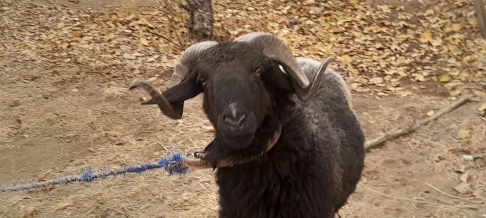 Кучкор кузи сотилади галишамиз